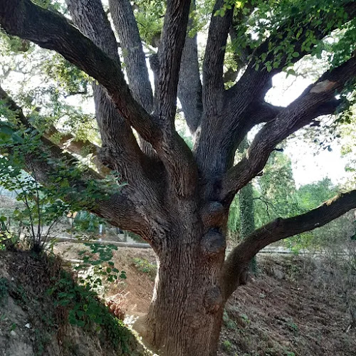 Le Grand Chêne à Grambois