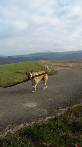 Dr.med.vet. Thomas Pfeiffer Tierarzt unter Winnweiler, 