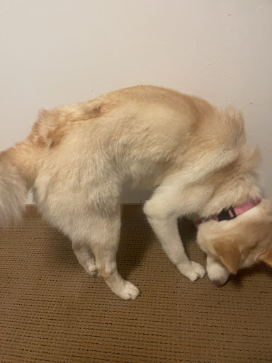 Pet Supply Store «Ash Way Pet Supply», reviews and photos, 2902 164th St SW, Lynnwood, WA 98087, USA