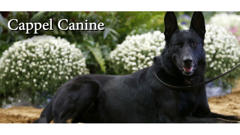 Cappel Canine