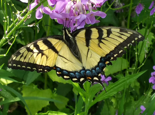 Nature Preserve «Potawatomi Wildlife Park», reviews and photos, 16998 Indiana 331, Tippecanoe, IN 46570, USA