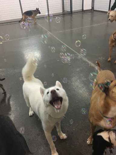 Pet Store «Lucky Pets», reviews and photos, 12246 42nd St NE, St Michael, MN 55376, USA