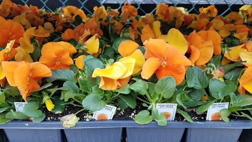 Garden Center «Westminster Nursery & Florist», reviews and photos, 30 Westminster Rd, West Hempstead, NY 11552, USA