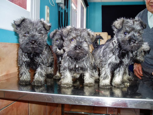 Centro Veterinario La Cruïlla en Lliçà d'Amunt