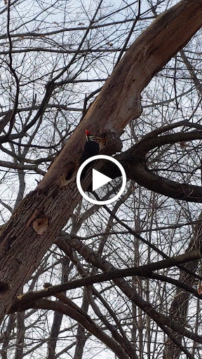 Nature Preserve «Reinstein Woods Nature Preserve», reviews and photos, 93 Honorine Dr, Depew, NY 14043, USA