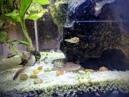 Tropical Fish Store «Sunset Pet & Supplies», reviews and photos, 1373 Sunset Blvd, Los Angeles, CA 90026, USA