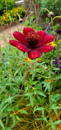 Botanical Garden «Chicago Botanic Garden», reviews and photos, 1000 Lake Cook Rd, Glencoe, IL 60022, USA