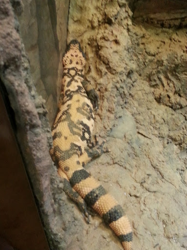 Reptile House image 6