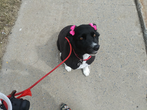 Pet Supply Store «PetSmart», reviews and photos, 67 Consumer Square, Plattsburgh, NY 12901, USA