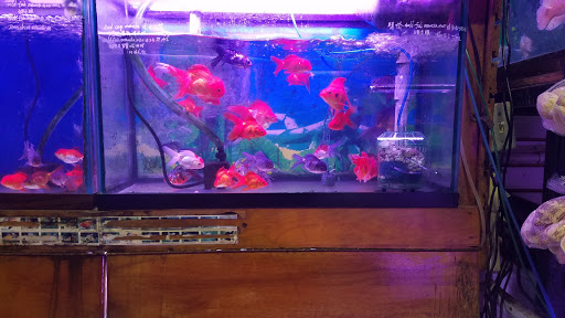 Pet Supply Store «New Lucky Fish Aquarium & Pet Supply», reviews and photos, 4818 8th Ave, Brooklyn, NY 11220, USA