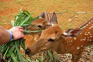 綠島梅花鹿生態園區 Sika Deer Ecological Park image