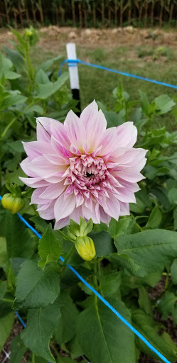 Florist «Pinewood and Posies», reviews and photos, 4547 White Oak Rd, Paradise, PA 17562, USA