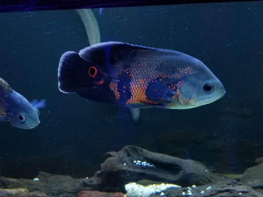 Tropical Fish Store «Aquarium Shoppe», reviews and photos, 2246 S Campbell Ave, Springfield, MO 65807, USA