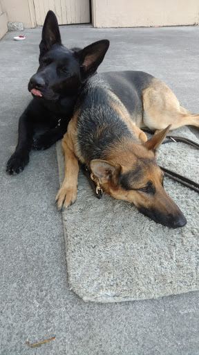 Pet Supply Store «An-Jan Feed & Pet Supply», reviews and photos, 111 S Main St, Milpitas, CA 95035, USA