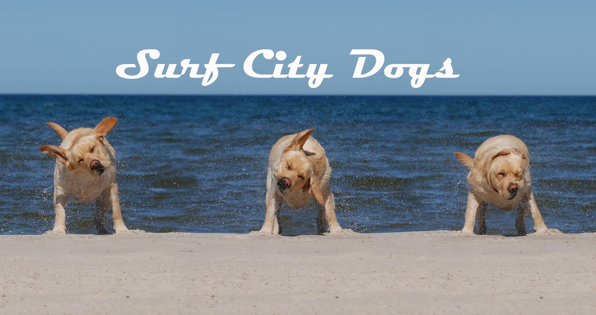 Surf City Dogs, LLC