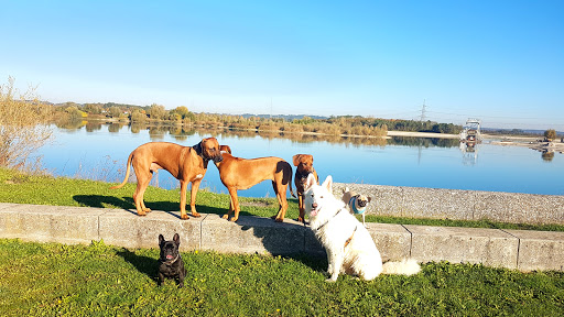 Rhodesian Ridgebacks von Kienaden