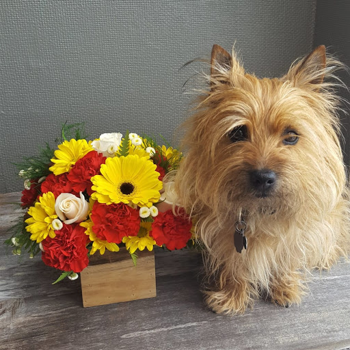 Florist «Eureka Florist», reviews and photos, 524 Henderson St, Eureka, CA 95501, USA