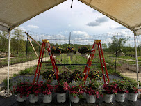 Mary Berry's Gardening - Photo 7 - Car repair in Superior Township, MI, Ann Arbor