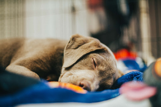 Pet Groomer «Pet-icure Pet Grooming & Supplies», reviews and photos, 89 Main St, Pepperell, MA 01463, USA