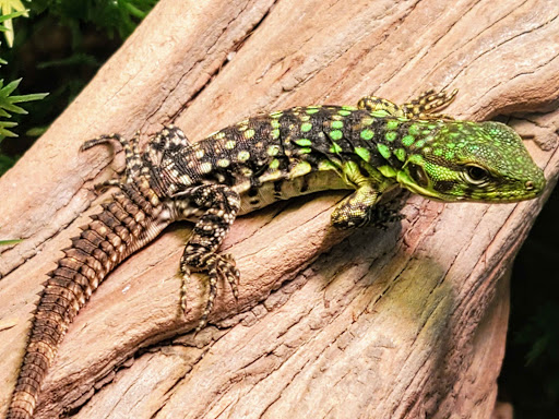 Pet Store «Bluewater Zoo Exotic Aquariums & Reptiles», reviews and photos, 159 Miracle Strip Pkwy SE, Fort Walton Beach, FL 32548, USA