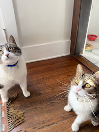 K-9 KATS PET SITTING - Photo 5 - Car repair in , Los Angeles