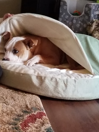 Pet Supply Store «Saluda River Pet Food Center», reviews and photos, 5606 Calhoun Memorial Hwy, Easley, SC 29640, USA