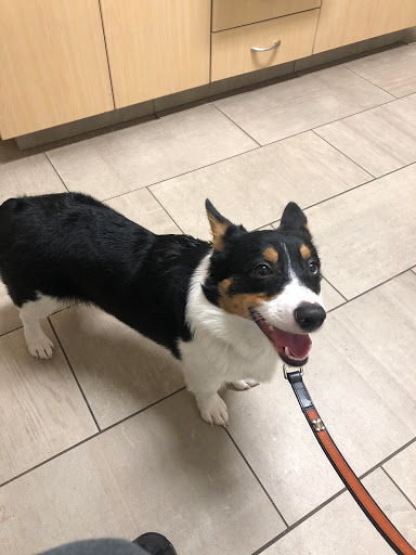 Club «All Pets Club», reviews and photos, 351 Boston Post Rd, North Windham, CT 06256, USA