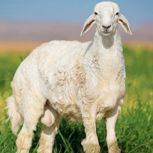 ملحمة الأرياف للحوم الطازجة بالحناكية 