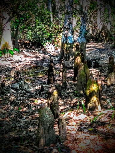 Nature Preserve «Cypress Creek Natural Area», reviews and photos, 10035 W Indiantown Rd, Jupiter, FL 33478, USA