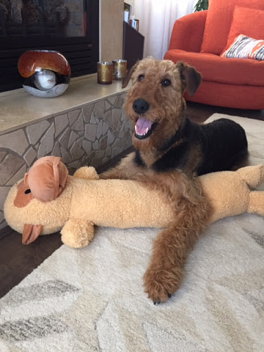 Pet Store «Healthy Pets Mountain West», reviews and photos, 2352 Fort Union Blvd, Cottonwood Heights, UT 84121, USA