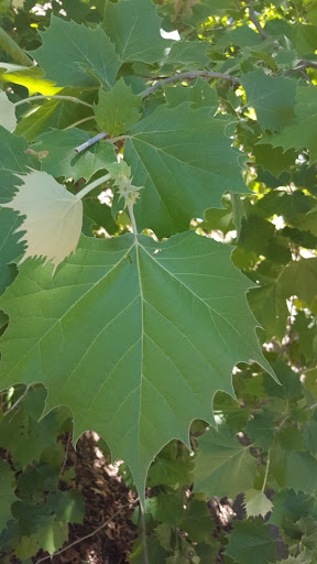 Nature Preserve «Cedar Mountain Nature Preserve», reviews and photos, 1300 Farm to Market 1382, Cedar Hill, TX 75104, USA