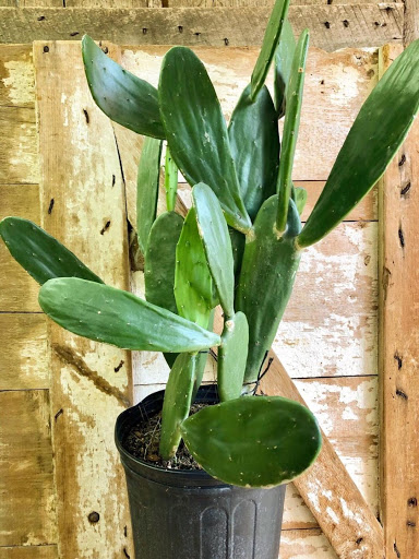 Florist «Bouquets and Baskets», reviews and photos, 548 Jersey Ave, Jersey City, NJ 07302, USA