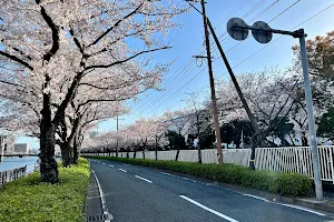 紫川桜通り image