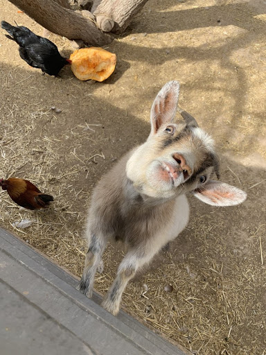 Zoo «Jr Pony Parties», reviews and photos, 1744 N Leonard Ln, Las Vegas, NV 89108, USA