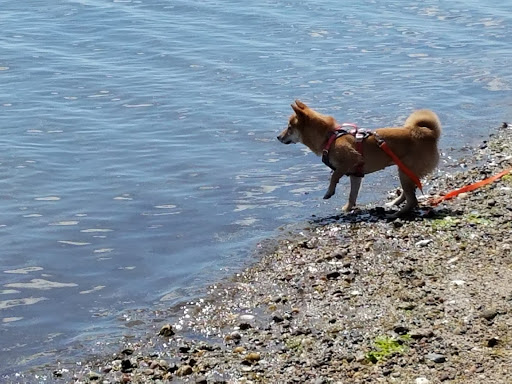 Nature Preserve «Sandy Point Bird Sanctuary», reviews and photos, Beach St, West Haven, CT 06516, USA