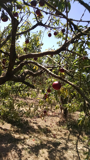 Produce Market «Pilgrim Orchards Baugh», reviews and photos, 13627 Arndt Rd, Aurora, OR 97002, USA