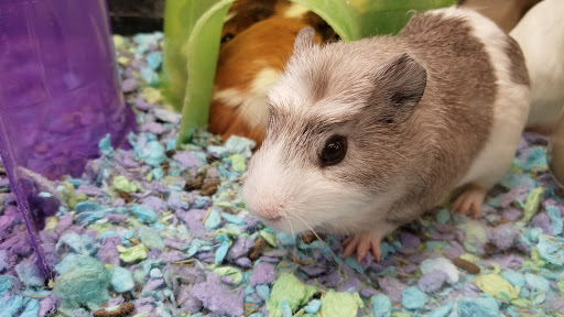 Pet Supply Store «PetSmart», reviews and photos, 3211 Peoples St, Johnson City, TN 37604, USA