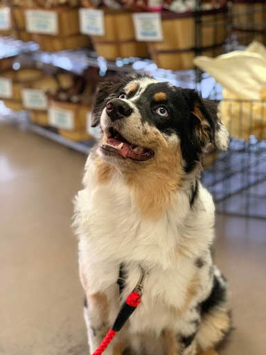 Pet Supply Store «Unleashed the Dog & Cat Store», reviews and photos, 7414 Creedmoor Rd, Raleigh, NC 27613, USA