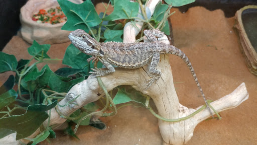 Pet Supply Store «PetSmart», reviews and photos, 3210 E Lynn Blvd, Sterling, IL 61081, USA