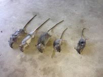 Pest Squad Exterminators & Termites - Photo 3 - Car repair in , McAllen