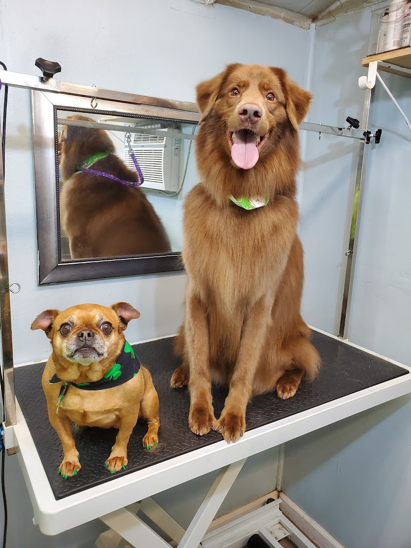 The Matted Puppy Grooming