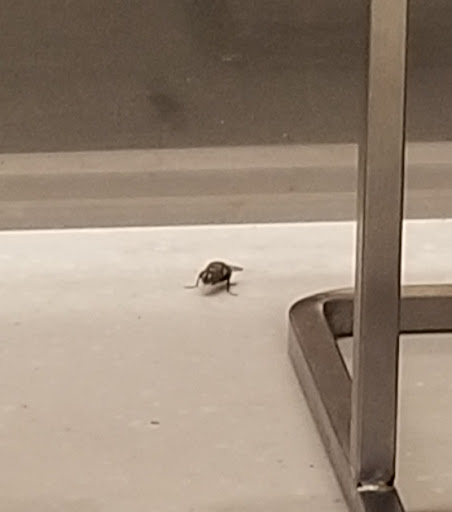 Coffee Shop «Starbucks», reviews and photos, 3738 S Staples St, Corpus Christi, TX 78411, USA