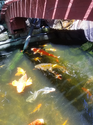 Pet Supply Store «Petco Animal Supplies», reviews and photos, 2310 S Shore Center, Alameda, CA 94501, USA