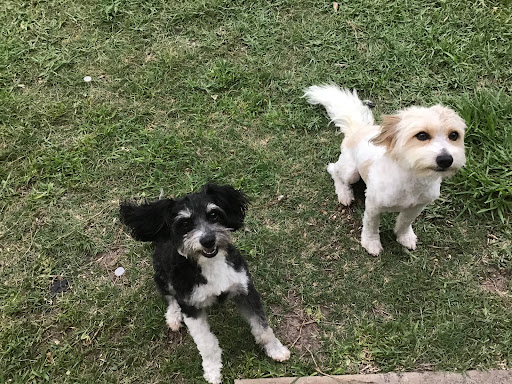 Pet Store «PetSmart», reviews and photos, 6545 North Grand Parkway West Suite 104, Spring, TX 77389, USA