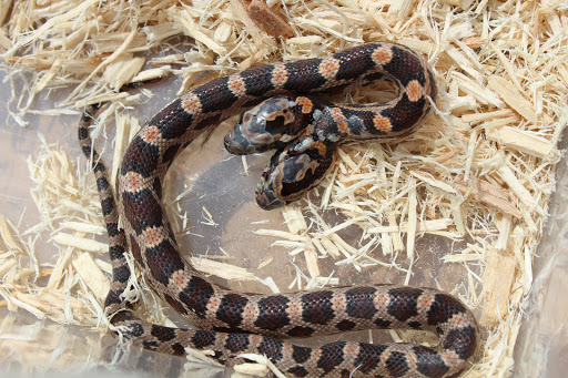 Pet Store «The Pet Zone», reviews and photos, 20 W Oak St, Pittston, PA 18640, USA