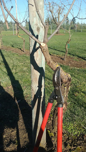 Winery «Hanson Vineyards», reviews and photos, 34948 S Barlow Rd, Woodburn, OR 97071, USA