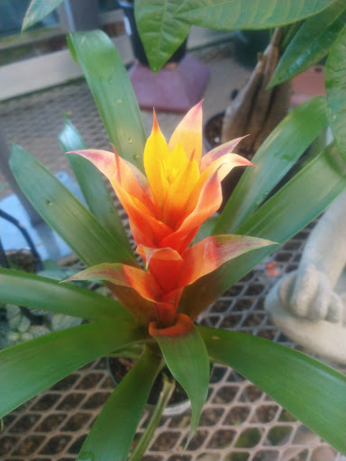 Florist «Nunan Florist & Greenhouses», reviews and photos, 269 Central St, Georgetown, MA 01833, USA