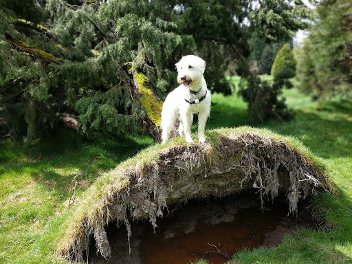 Golf Course «Wayne Public Golf Course», reviews and photos, 16721 96th Ave NE, Bothell, WA 98011, USA