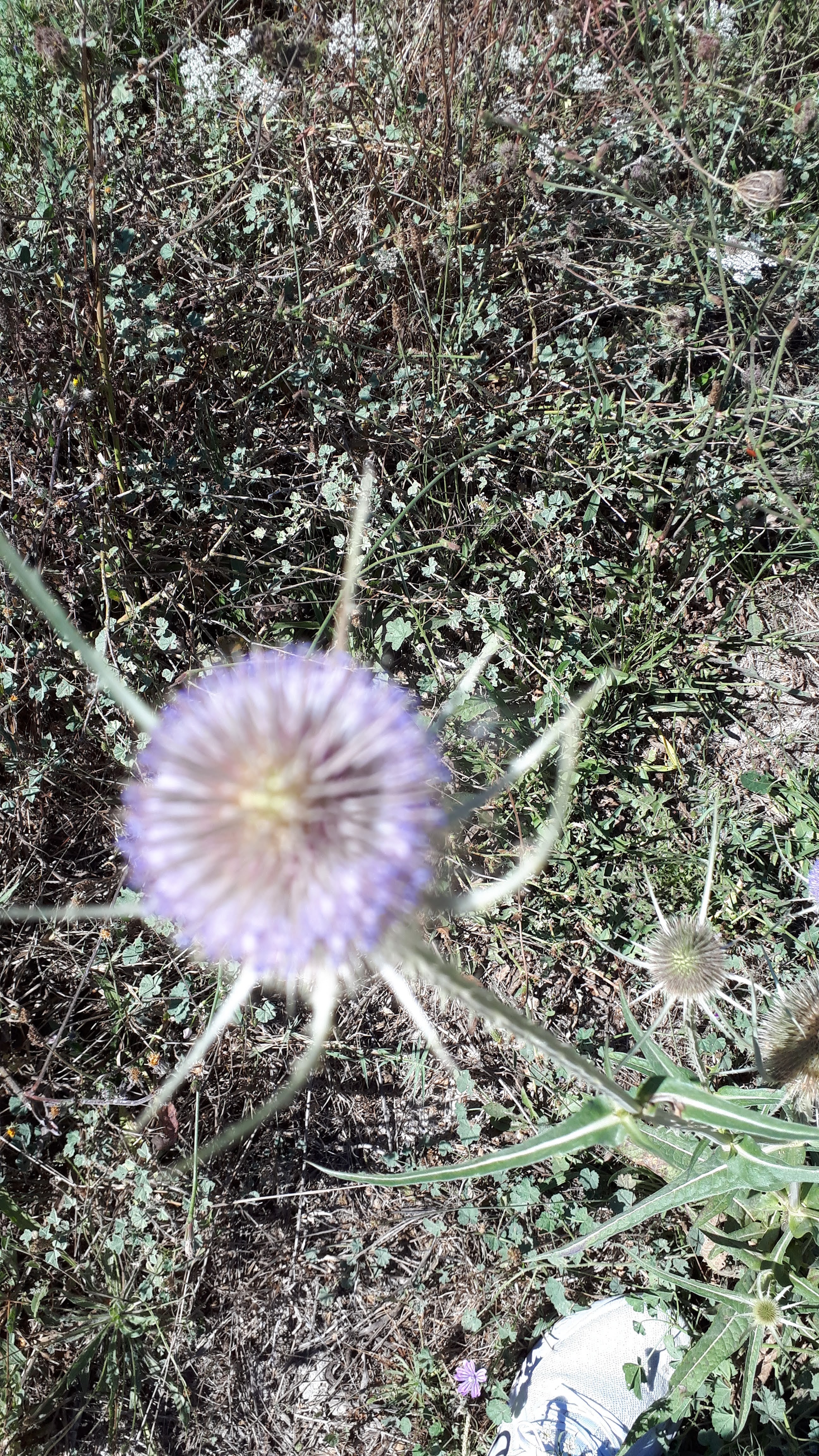 Photo n° 16 de l'avis de Bernard.e fait le 25/08/2020 à 17:03
