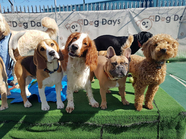Reviews of Dog Days Glasgow in Glasgow - Dog trainer